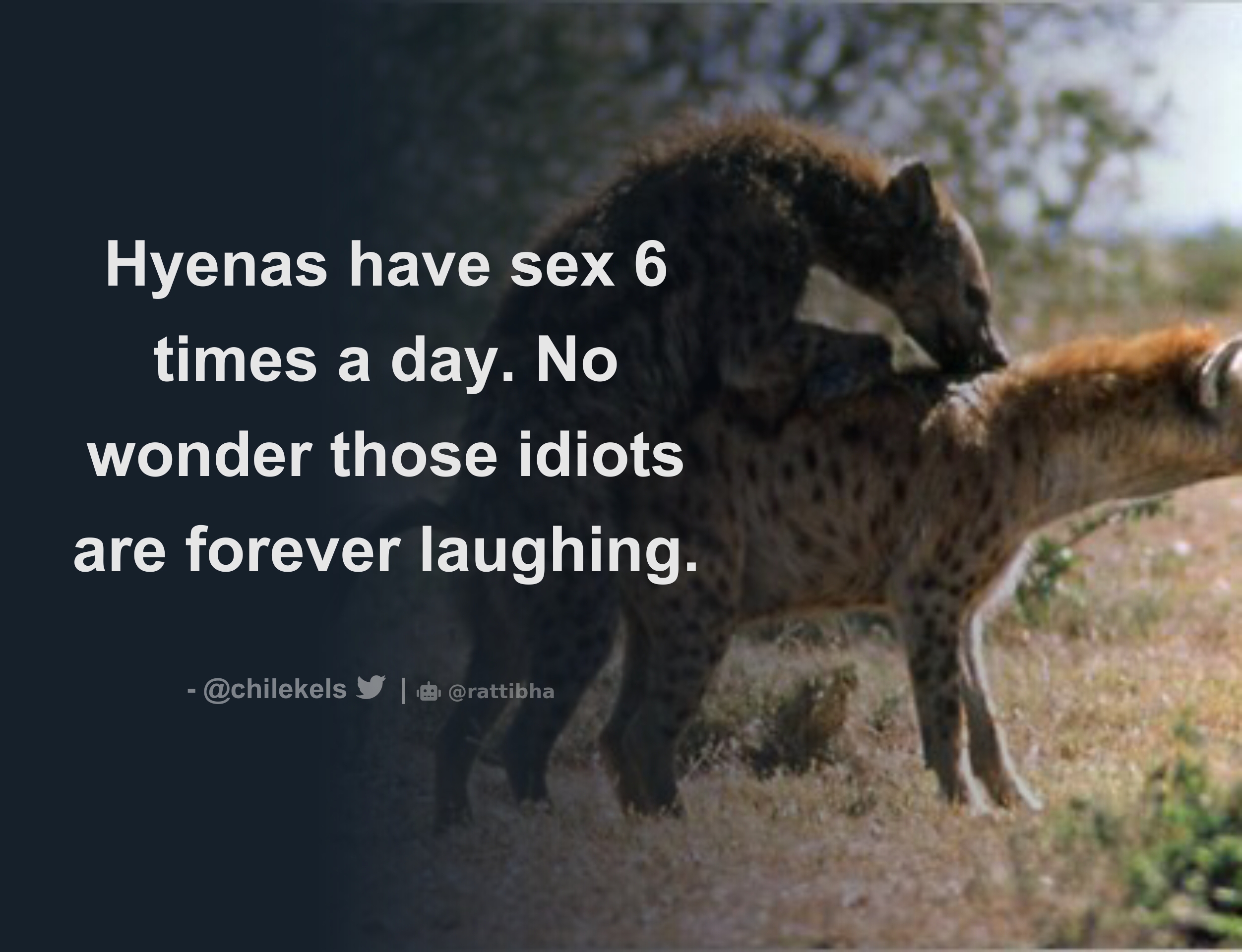 Hyenas have sex 6 times a day. No wonder those idiots are forever laughing.  - Download Tweet Image from Hrh Chile Kelechi @chilekels - Rattibha