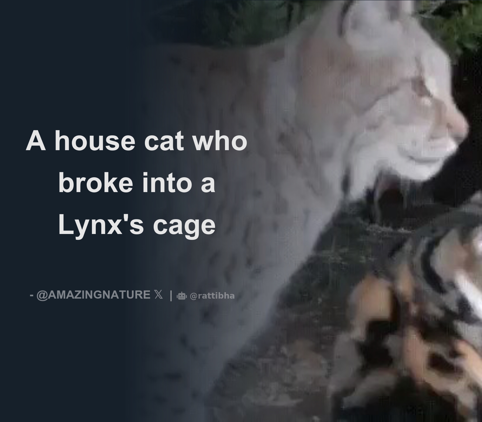 A house cat who broke into a Lynx's cage Thread from Nature is
