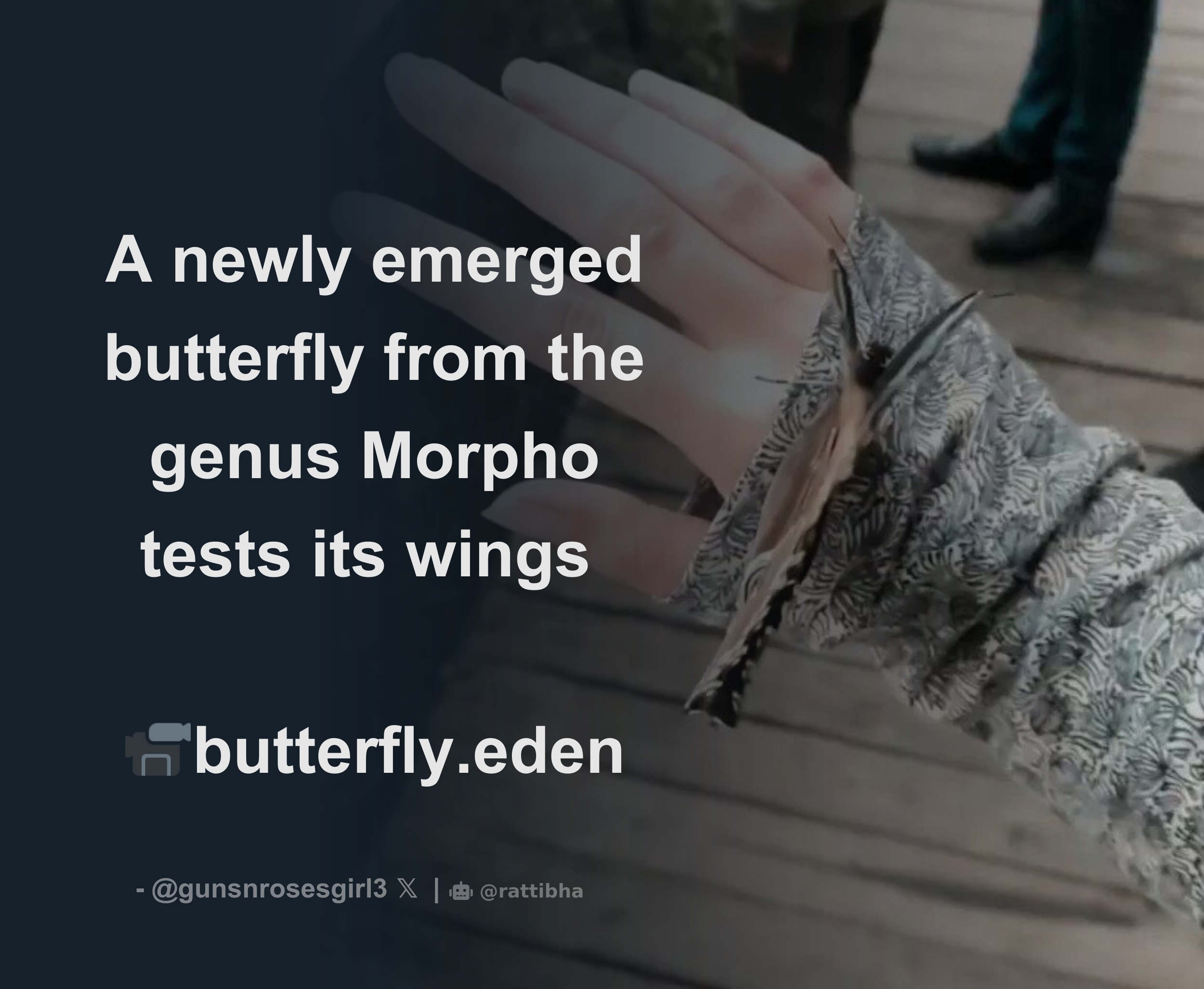 A newly emerged butterfly from the genus Morpho tests its wings 📹