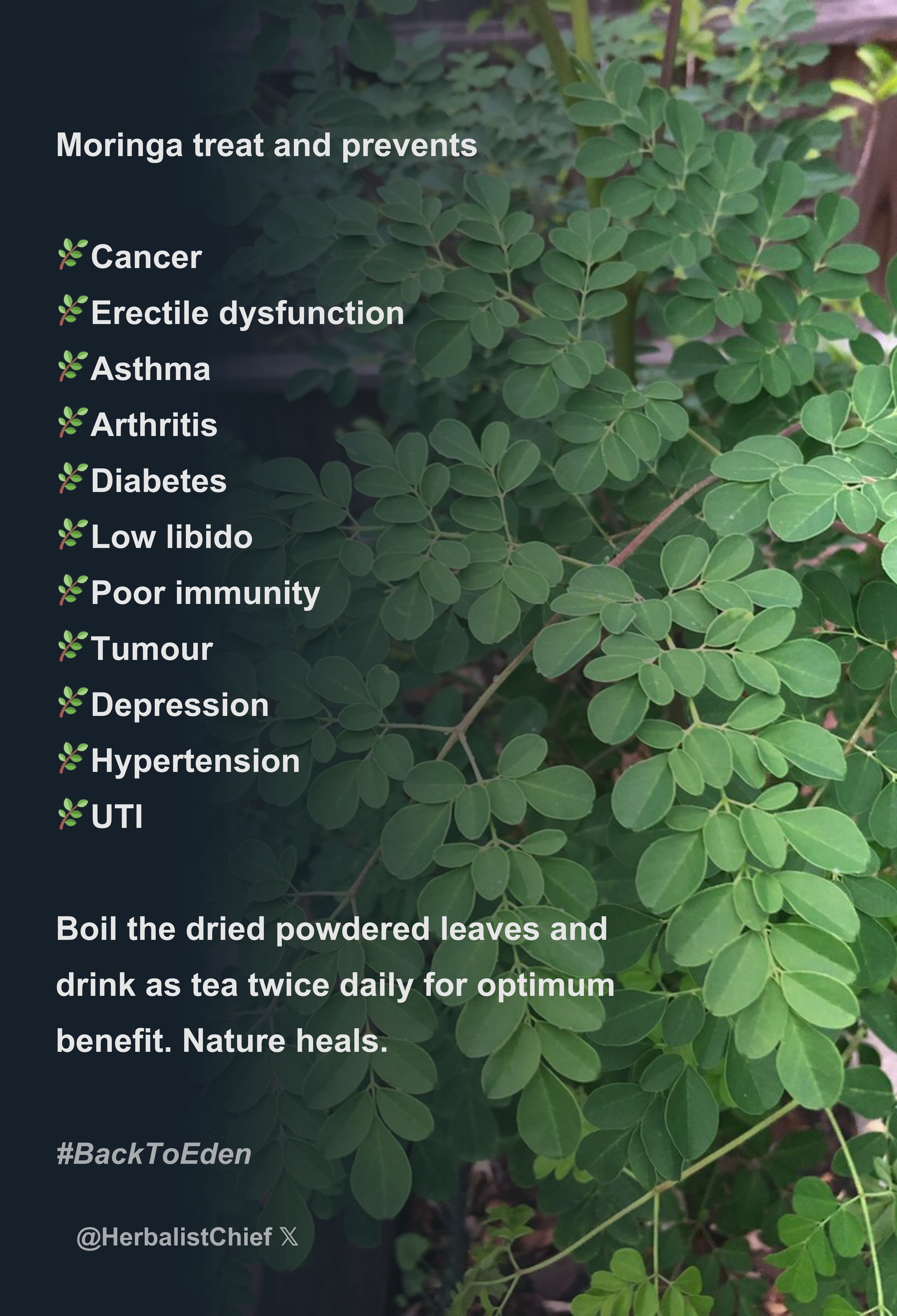 Moringa treat and prevents Cancer Erectile dysfunction